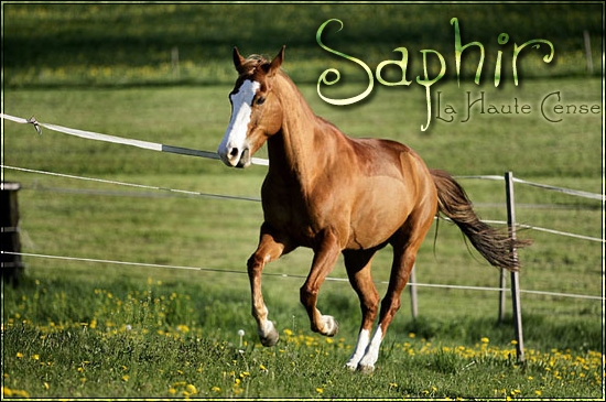 [ Saphir de La Haute Cense | Jument ] Saphir10