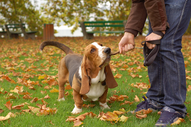 Chocolat le basset-hound Baton10