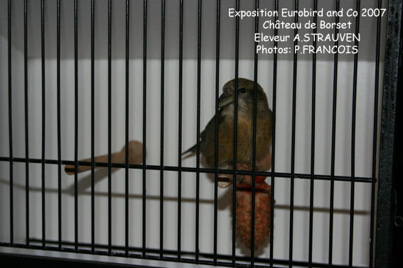 EXPOSITION EUROBIRD 2007 - les photos de l'enlogement Img_0111