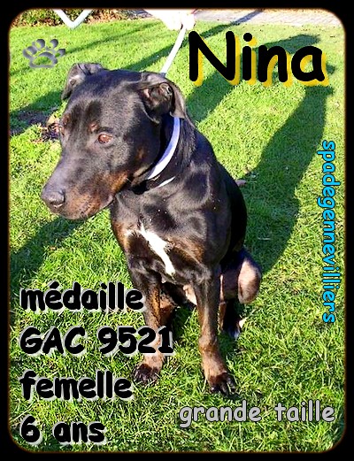 Nina - femelle Xrott - 6 ans - SPA DE GENNEVILLIERS (92) 100_0110