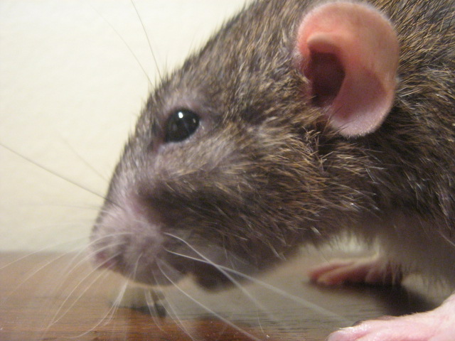 Canaille, mon rat :) Photo_12