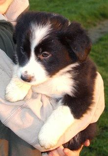 4 bébés border collie Sta73518