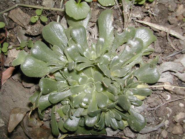 Rosularia sempervivoides Dscn8215