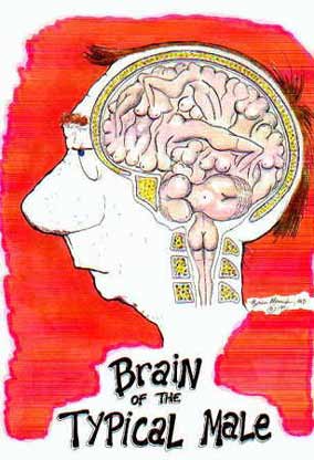 comment marche le cerveau Brainm10