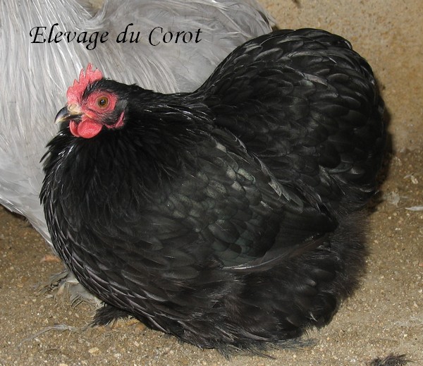 Ma poule Bantam noire Photo211