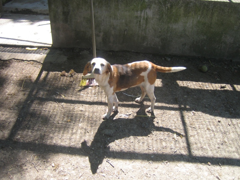 MÉMÉ, beagle femelle, 10 ans (82) Img_0111