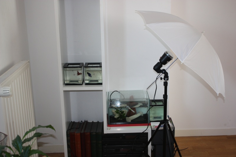 petit studio photos Img_8110