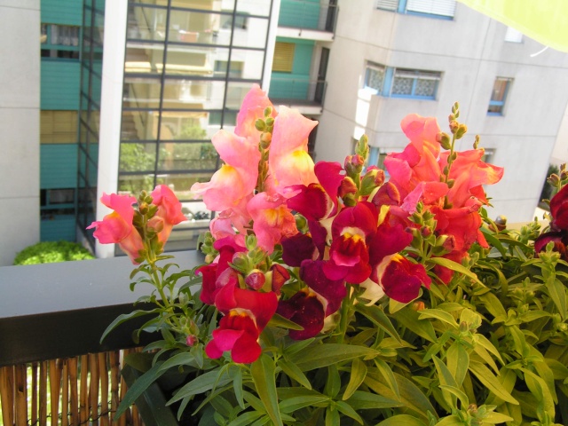 Joli balcon fleuri Pict4515