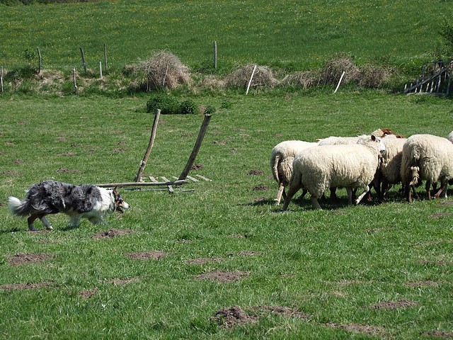 Agréable journée troupeau en Dordogne 17041113