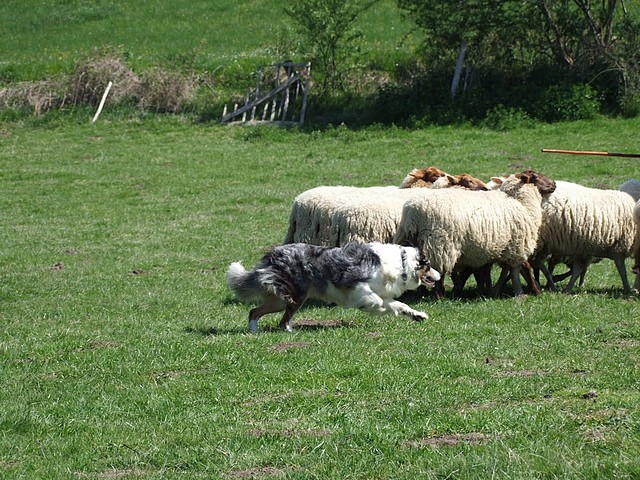 Agréable journée troupeau en Dordogne 17041114