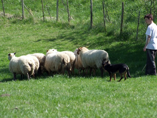 Agréable journée troupeau en Dordogne 17041122