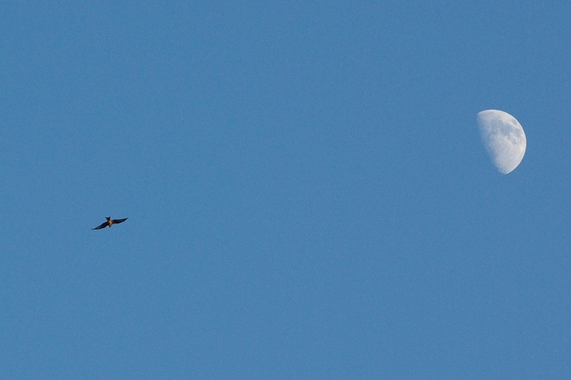 Encore des oiseaux. Imgp5410