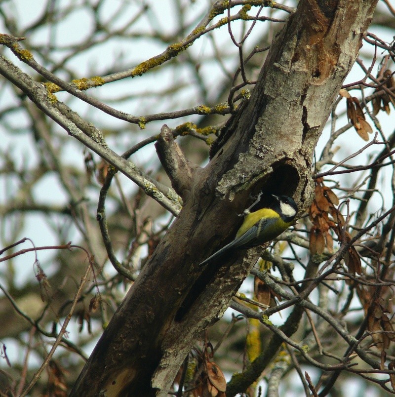 Oiseaux Mesang10