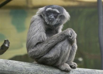 Deces du plus vieux gibbon argenté en captivite 22325211