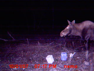 camera moultrie Photo_11