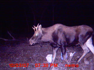 camera moultrie Photo_12