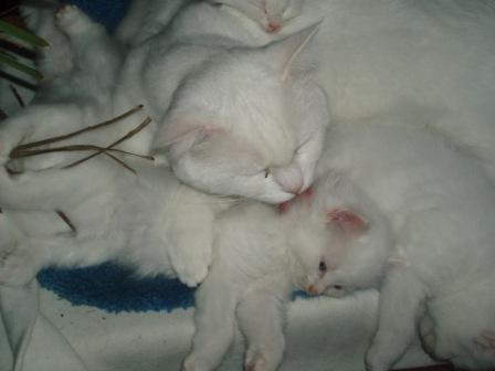 Mes chats deux amours 08_06_12