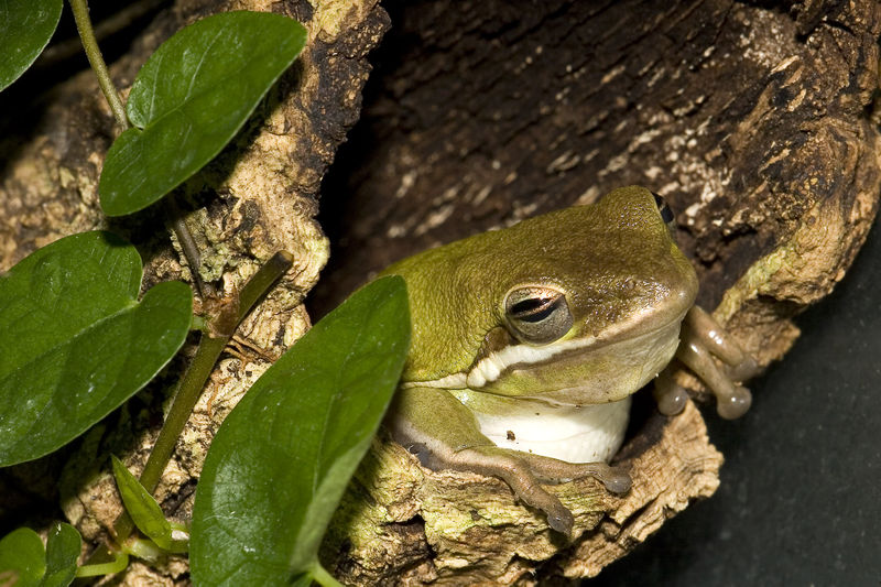 Dendrobates Hyla_c10