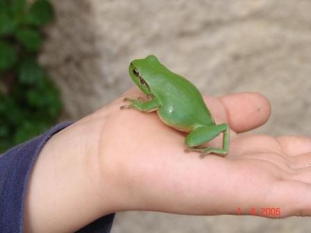 Dendrobates Hyla_m10