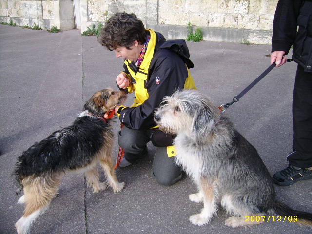 56 -  URGENT ! Alfi - petit Griffon - (56)PONTIVY Versai10