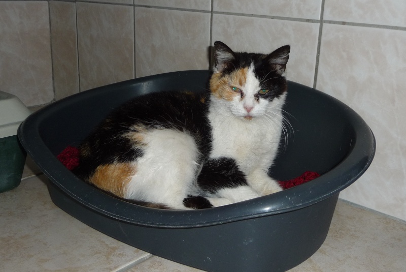 LEHTI, chatte tricolore 6 ans SOS accueil ou adoptants !(67) P1080910