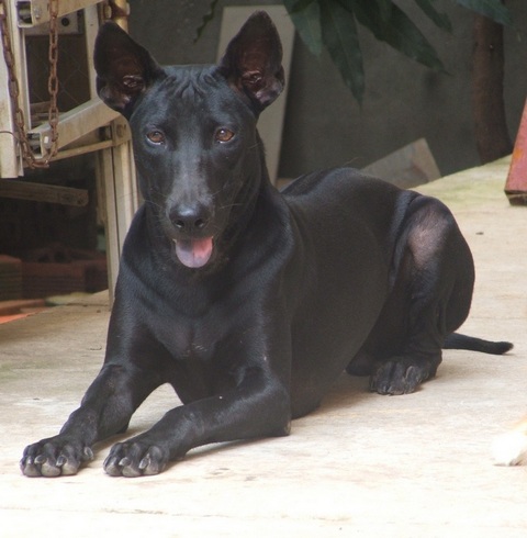 A votre avis... de quelle race est ce chien ? - Page 23 Qui410