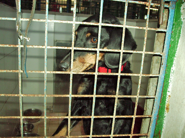 OLGA x labrador/teckel cage 6  LL=> PSB Img_1121