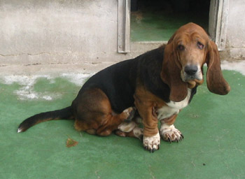 59 - Roméo basset hound 8 ans Romeob10