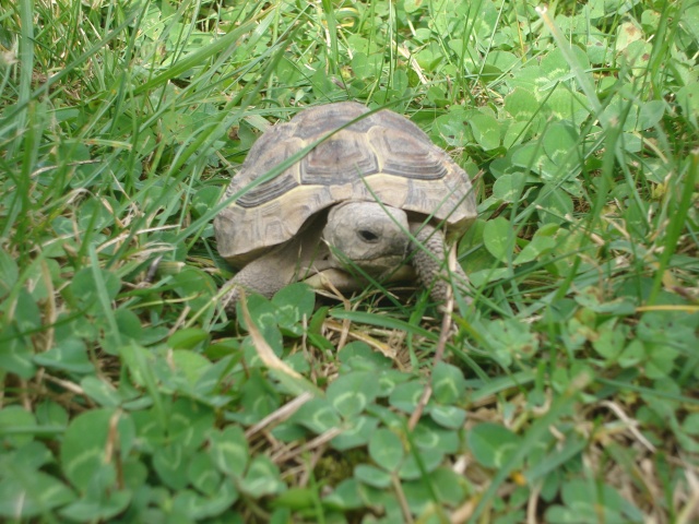 Mon petit zoo Dsc04010