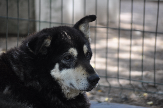 VIDOCQ (Husky croisé) Dsc_0068