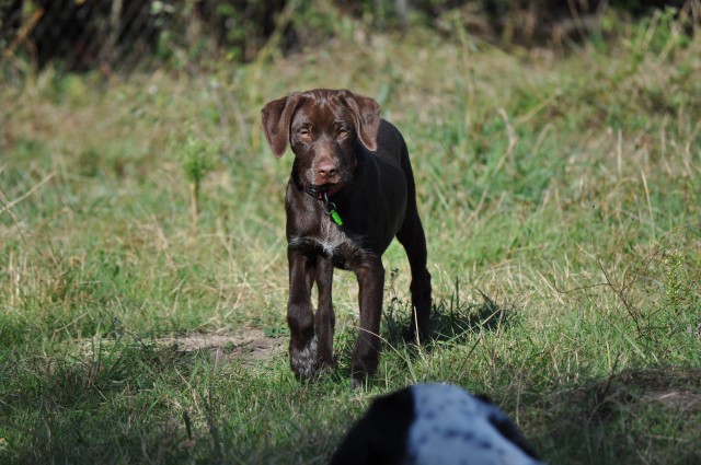 FELIE (Type braque allemand)  Dsc_0741