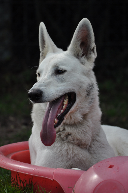 VERTIGE (Berger blanc suisse) - Page 2 Dsc_0756