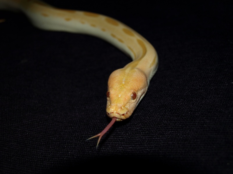 python 2007_013