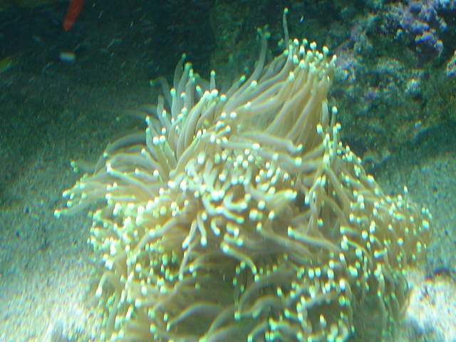 [b]plus d'anemone=nouvel aquarium[/b] - Page 3 Dsc05011