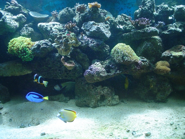 [b]plus d'anemone=nouvel aquarium[/b] - Page 3 Dsc05110