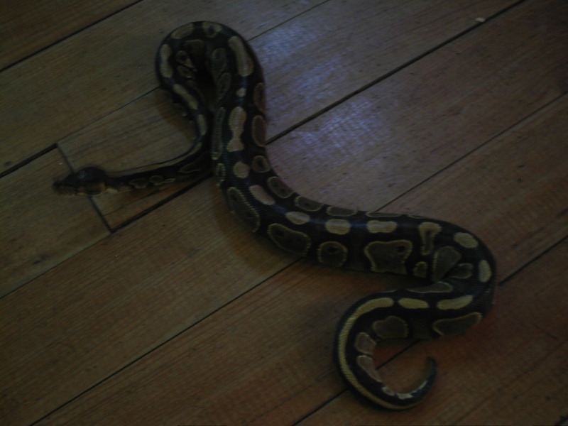 voila  quelques photos de mes serpents Caf_0013