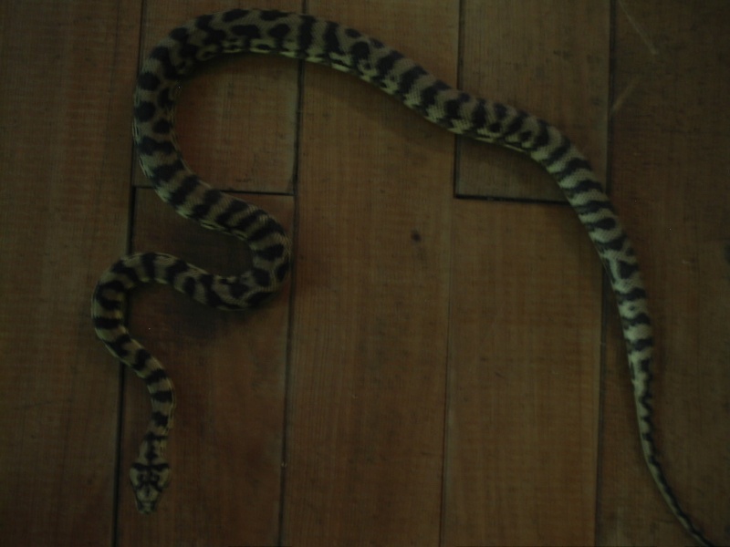 voila  quelques photos de mes serpents Caf_0014