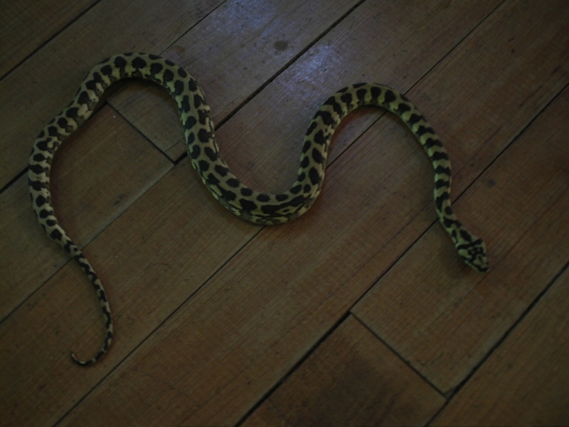 voila  quelques photos de mes serpents Caf_0015