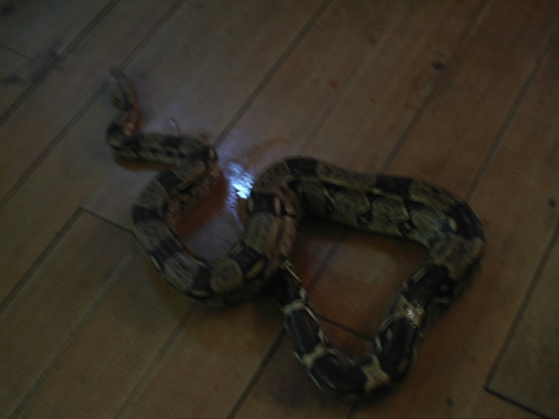 voila  quelques photos de mes serpents Caf_0017