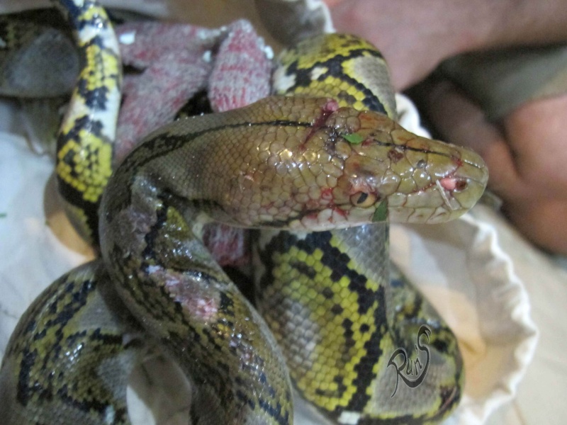 Python reticulatus - accidenté - run's Reticu11