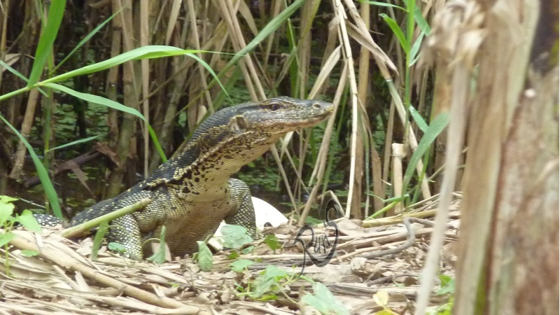 varanus salvator - borneo run's Varanu22