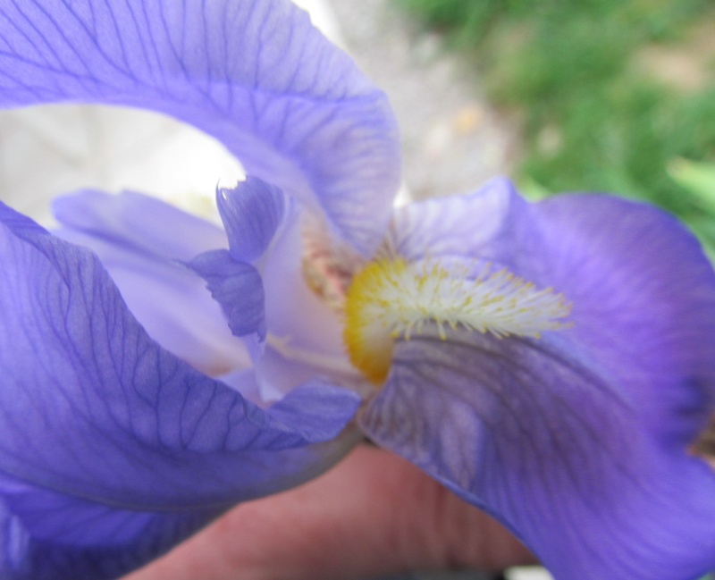 superbe année pour la beauté des fleurs 11mai_16