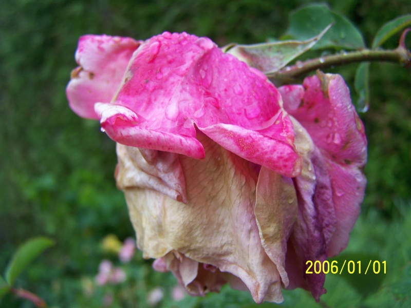 Votre plus belle rose - Page 18 Goutte19