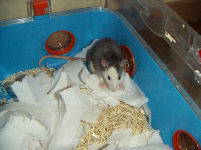 Les rats de malice Pict0074