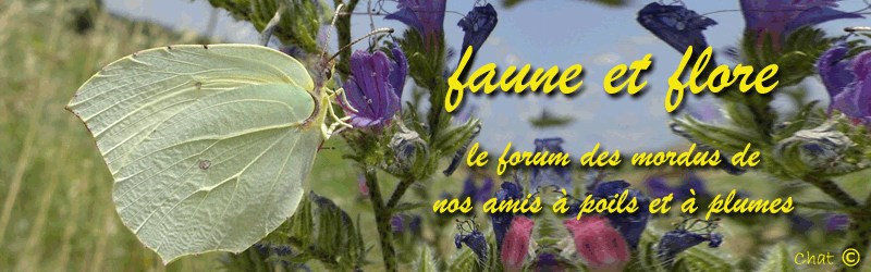 FAUNE ET FLORE