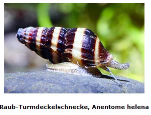 Recherche- Escargot "Anentome Helena" ou "cle Clea10