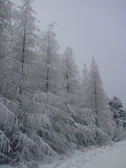 Le Pic du Lizieu dans la neige et le givre le 13/12/2007 1112