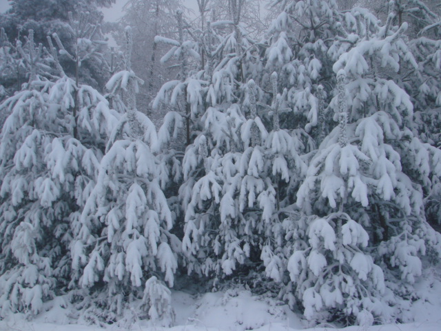 Le Pic du Lizieu dans la neige et le givre le 13/12/2007 1212