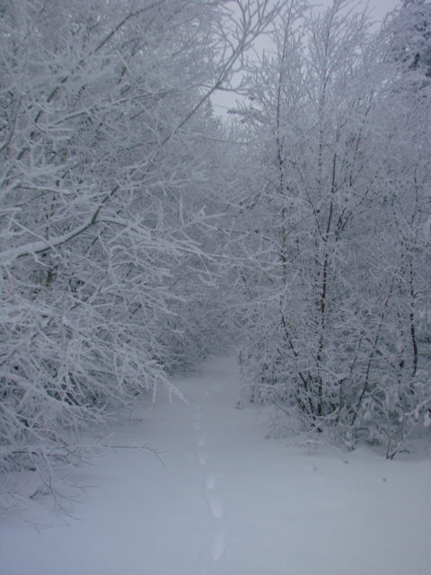 Le Pic du Lizieu dans la neige et le givre le 13/12/2007 1412