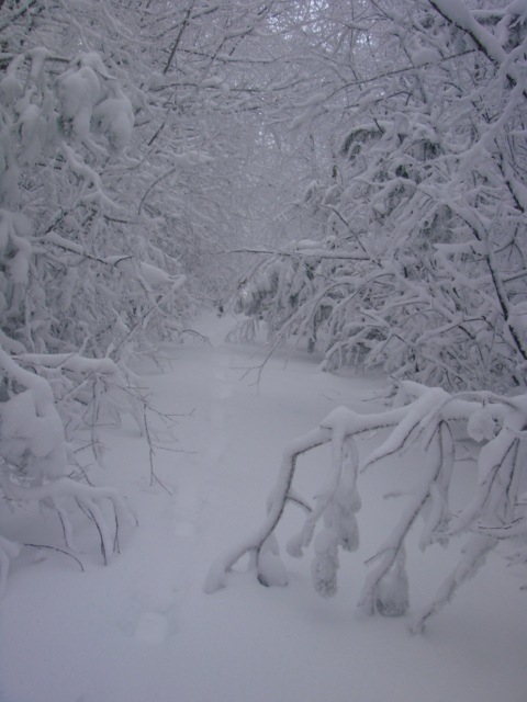 Le Pic du Lizieu dans la neige et le givre le 13/12/2007 1512